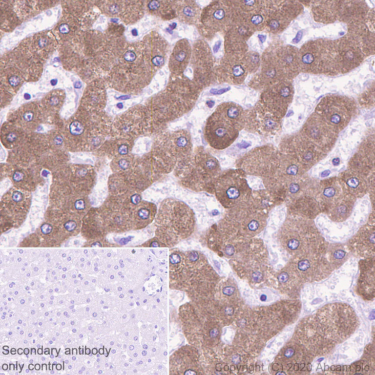 Immunohistochemistry (Formalin/PFA-fixed paraffin-embedded sections) - Anti-HSD11B1 antibody [EPR9407(2)] - BSA and Azide free (AB175049)