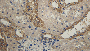 Immunohistochemistry (Formalin/PFA-fixed paraffin-embedded sections) - Anti-HSD11B2 antibody (AB203132), expandable thumbnail