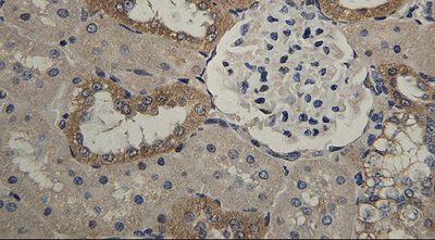 Immunohistochemistry (Formalin/PFA-fixed paraffin-embedded sections) - Anti-HSD11B2 antibody (AB203132), expandable thumbnail