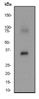 Western blot - Anti-HSD17B1 antibody [EP1681Y] - BSA and Azide free (AB248715), expandable thumbnail