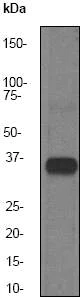 Western blot - Anti-HSD17B1 antibody [EP1682Y] - BSA and Azide free (AB247308)