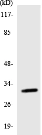 Western blot - Anti-Hsd17b11 antibody (AB136109)