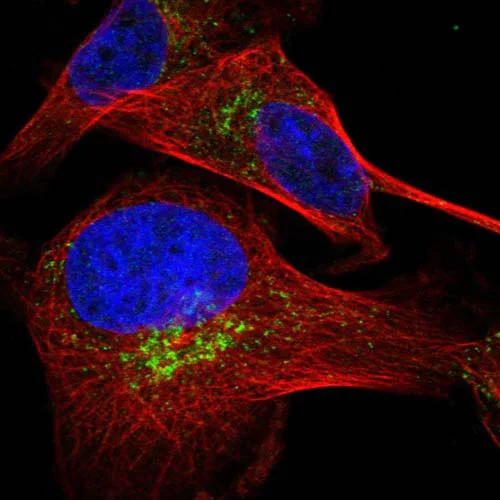 Immunocytochemistry/ Immunofluorescence - Anti-HSD17B13 antibody (AB122036)