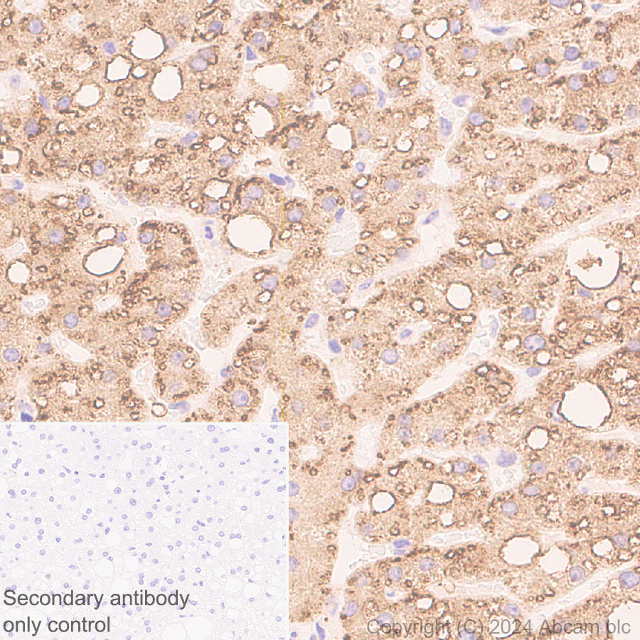 Immunohistochemistry (Formalin/PFA-fixed paraffin-embedded sections) - Anti-HSD17B13 antibody [EPR28344-54] - BSA and Azide free (AB316154), expandable thumbnail