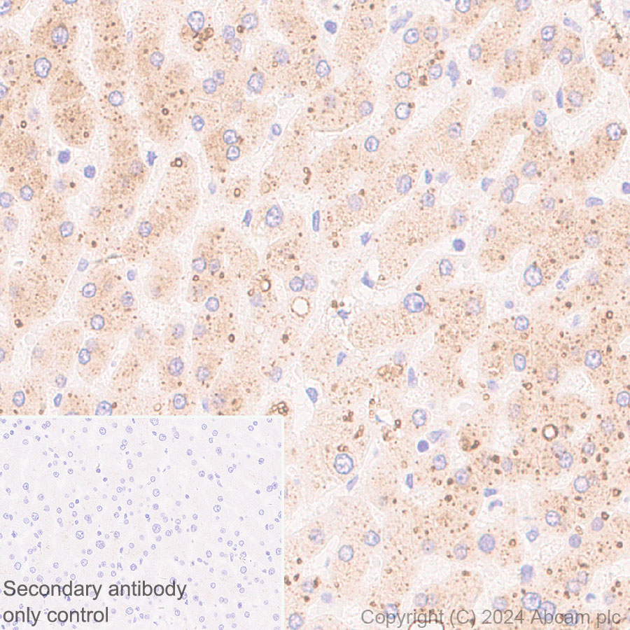 Immunohistochemistry (Formalin/PFA-fixed paraffin-embedded sections) - Anti-HSD17B13 antibody [EPR28344-54] - BSA and Azide free (AB316154), expandable thumbnail