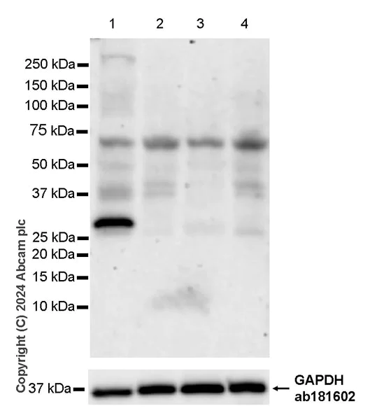 Western blot - Anti-HSD17B13 antibody [EPR28344-54] - BSA and Azide free (AB316154)