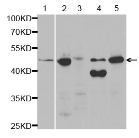 Western blot - Anti-HSD17B2 antibody (AB196784), expandable thumbnail