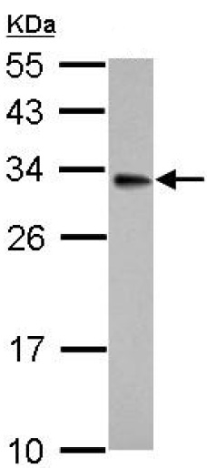 Western blot - Anti-HSD17B3 antibody (AB126228), expandable thumbnail