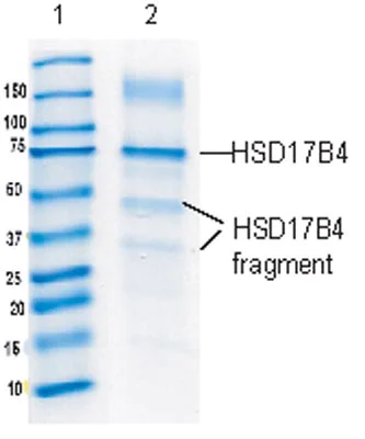 Immunoprecipitation - Anti-HSD17B4 antibody [2D3BB5BF10] (AB128565)