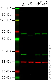 Western blot - Anti-HSD17B4 antibody [2D3BB5BF10] (AB128565)