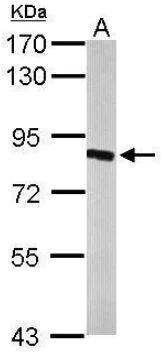 Western blot - Anti-HSD17B4 antibody (AB97971)