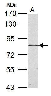 Western blot - Anti-HSD17B4 antibody (AB97975)