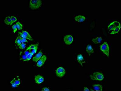 Immunocytochemistry/ Immunofluorescence - Anti-HSD17B7 antibody (AB238900), expandable thumbnail