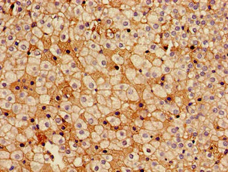 Immunohistochemistry (Formalin/PFA-fixed paraffin-embedded sections) - Anti-HSD17B7 antibody (AB238900)