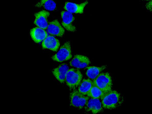 Immunocytochemistry/ Immunofluorescence - Anti-HSD17B8 antibody [EPR12084(B)] (AB169752), expandable thumbnail