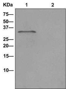 Immunoprecipitation - Anti-HSD17B8 antibody [EPR12084(B)] (AB169752), expandable thumbnail