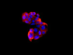 Immunocytochemistry/ Immunofluorescence - Anti-HSD3B1 antibody [EPR9687] (AB167417)