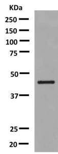 Western blot - Anti-HSD3B1 antibody [EPR9687] - BSA and Azide free (AB249430)