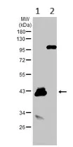 Western blot - Anti-HSD3B2 antibody (AB154385)