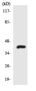 Western blot - Anti-HSD3B7 antibody (AB136846)