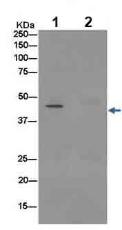 Immunoprecipitation - Anti-HSDL2 antibody [EPR13875(2)] (AB187154), expandable thumbnail