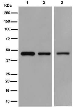 Western blot - Anti-HSDL2 antibody [EPR13875(2)] (AB187154), expandable thumbnail