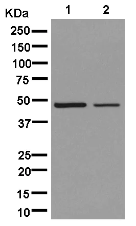 Western blot - Anti-HSDL2 antibody [EPR13876(B)] (AB181174)