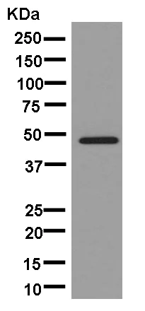 Western blot - Anti-HSDL2 antibody [EPR13876(B)] (AB181174)