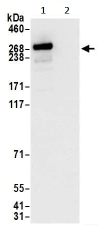 Immunoprecipitation - Anti-hSET1/SET1 antibody [BLR024E] (AB243881)