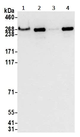 Western blot - Anti-hSET1/SET1 antibody [BLR024E] (AB243881)