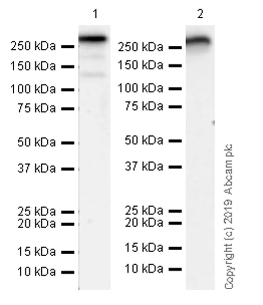 Western blot - Anti-hSET1/SET1 antibody [EPR23173-30] - BSA and Azide free (AB268025)