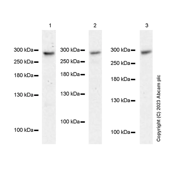 Western blot - Anti-hSET1/SET1 antibody [EPR26821-25] - BSA and Azide free (AB307159)
