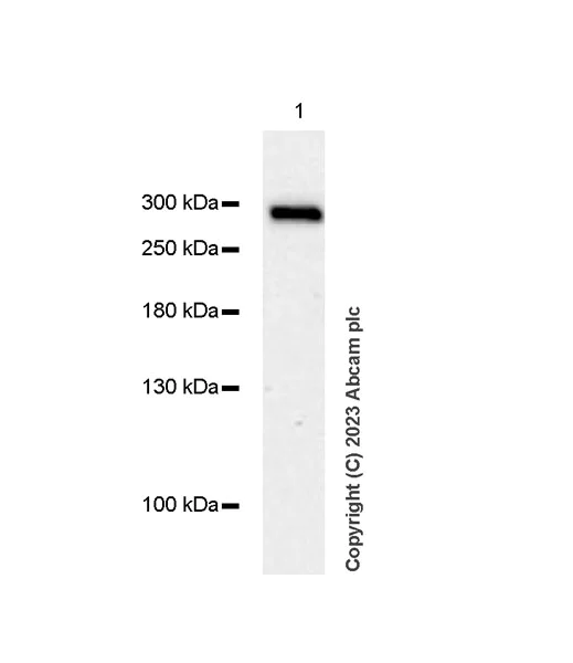 Western blot - Anti-hSET1/SET1 antibody [EPR26821-25] - BSA and Azide free (AB307159)