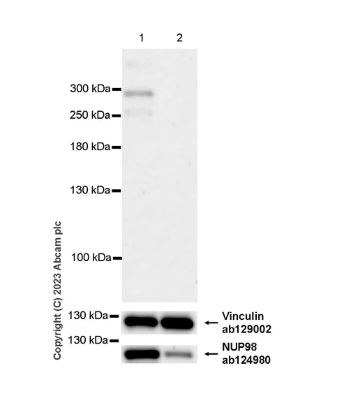 Western blot - Anti-hSET1/SET1 antibody [EPR26821-25] - BSA and Azide free (AB307159)