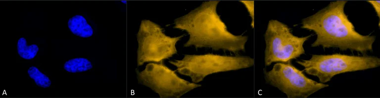 Immunocytochemistry/ Immunofluorescence - Anti-HSF1 antibody [10H4] (AB326356)