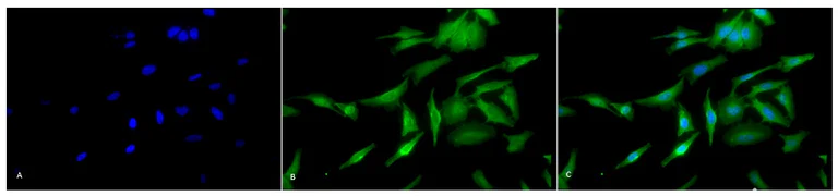 Immunocytochemistry/ Immunofluorescence - Anti-HSF1 antibody [10H4] (AB326356)