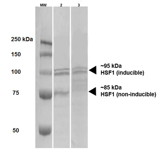 Western blot - Anti-HSF1 antibody [10H4] (AB326356)