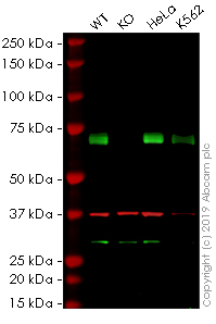 Western blot - Anti-HSF1 antibody [10H8] (AB61382), expandable thumbnail