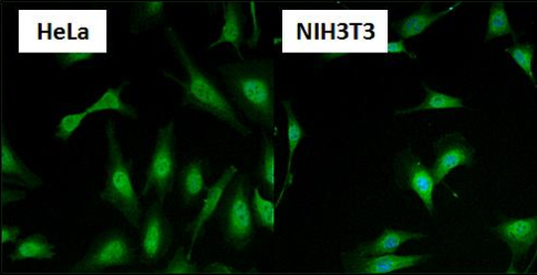 Immunocytochemistry/ Immunofluorescence - Anti-HSF1 antibody (AB2923)