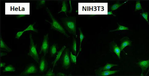 Immunocytochemistry/ Immunofluorescence - Anti-HSF1 antibody (AB2923)