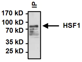 Immunoprecipitation - Anti-HSF1 antibody (AB2923)