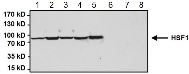 Anti-HSF1 antibody