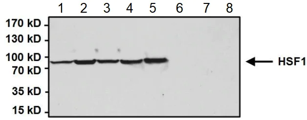 Western blot - Anti-HSF1 antibody (AB2923)