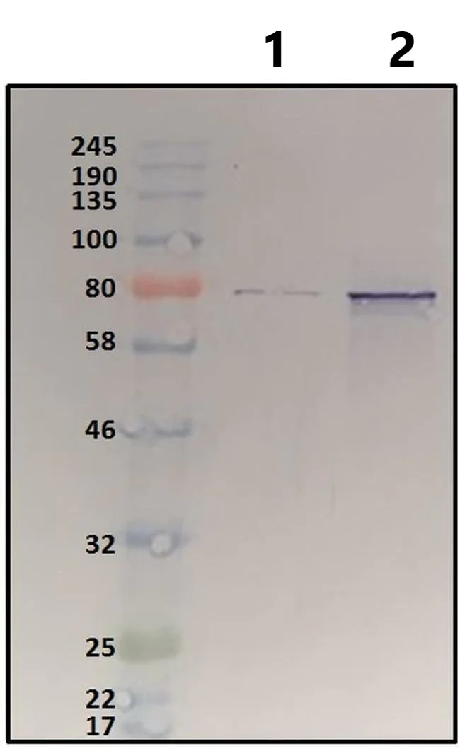 Western blot - Anti-HSF1 antibody (AB2923)