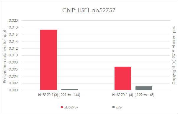 ChIP - Anti-HSF1 antibody [EP1710Y] - BSA and Azide free (AB232342), expandable thumbnail