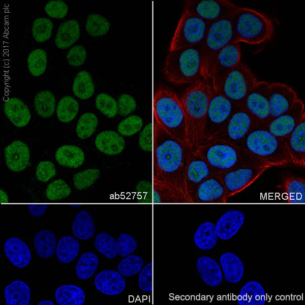 Immunocytochemistry/ Immunofluorescence - Anti-HSF1 antibody [EP1710Y] - BSA and Azide free (AB232342)