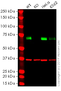 Western blot - Anti-HSF1 antibody [EP1710Y] - ChIP Grade (AB52757)