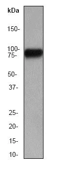 Western blot - Anti-HSF1 antibody [EP1710Y] - ChIP Grade (AB52757)