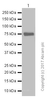 Western blot - Anti-HSF1 antibody [EP1710Y] - ChIP Grade (AB52757)