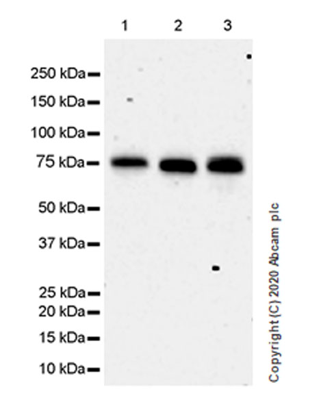 Anti-HSF1 antibody [EPR23673-128]